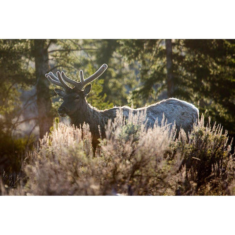 Bull Elk, Blacktail Deer Plateau, Yellowstone National Park Black Modern Wood Framed Art Print with Double Matting by The Yellowstone Collection