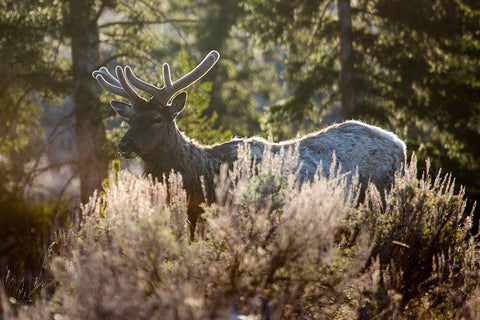 Bull Elk, Blacktail Deer Plateau, Yellowstone National Park Black Ornate Wood Framed Art Print with Double Matting by The Yellowstone Collection