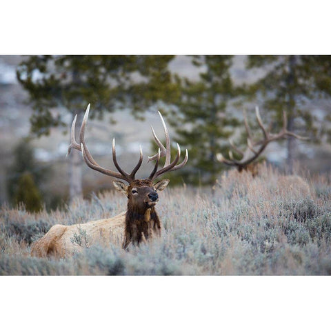 Bull Elk, Blacktail Deer Plateau, Yellowstone National Park Black Modern Wood Framed Art Print with Double Matting by The Yellowstone Collection