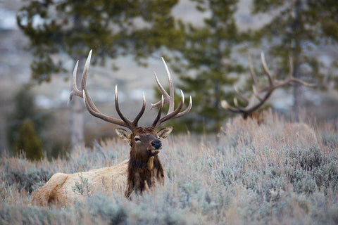 Bull Elk, Blacktail Deer Plateau, Yellowstone National Park White Modern Wood Framed Art Print with Double Matting by The Yellowstone Collection