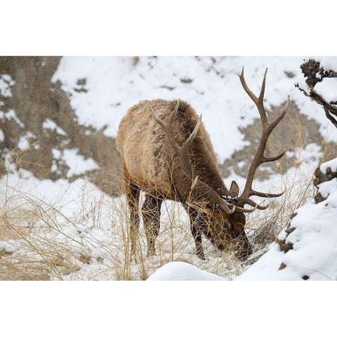 Bull Elk, Gardner River, Yellowstone National Park Gold Ornate Wood Framed Art Print with Double Matting by The Yellowstone Collection