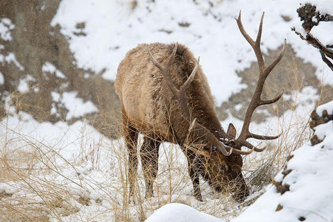 Bull Elk, Gardner River, Yellowstone National Park White Modern Wood Framed Art Print with Double Matting by The Yellowstone Collection