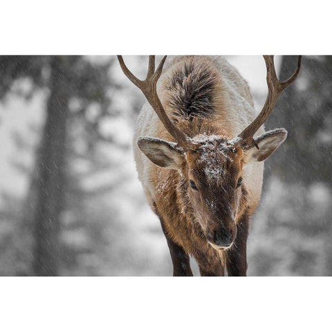 Bull Elk, Mammoth Hot Springs, Yellowstone National Park Gold Ornate Wood Framed Art Print with Double Matting by The Yellowstone Collection