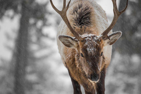 Bull Elk, Mammoth Hot Springs, Yellowstone National Park White Modern Wood Framed Art Print with Double Matting by The Yellowstone Collection