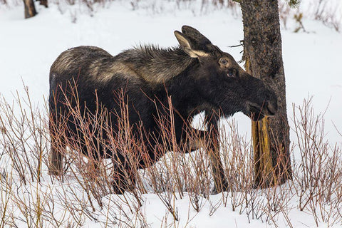 Bull Moose near Pebble Creek, Yellowstone National Park White Modern Wood Framed Art Print with Double Matting by The Yellowstone Collection