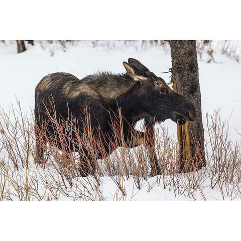Bull Moose near Pebble Creek, Yellowstone National Park Gold Ornate Wood Framed Art Print with Double Matting by The Yellowstone Collection