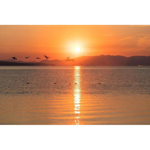 Canada Geese on Yellowstone Lake, Yellowstone National Park Black Modern Wood Framed Art Print with Double Matting by The Yellowstone Collection