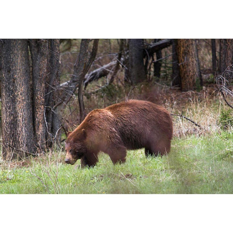 Cinnamon Black Bear Soda Butte Creek, Yellowstone National Park White Modern Wood Framed Art Print by Herbert, Neal