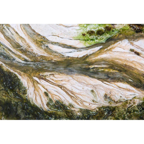 Colorful Bacteria at Mammoth Hot Springs, Yellowstone National Park White Modern Wood Framed Art Print by The Yellowstone Collection