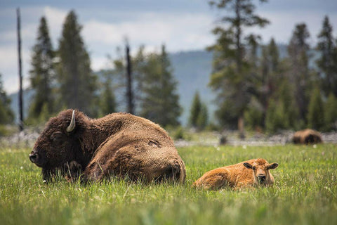 Cow and Calf Bison, Fountain Flat Drive, Yellowstone National Park White Modern Wood Framed Art Print with Double Matting by The Yellowstone Collection