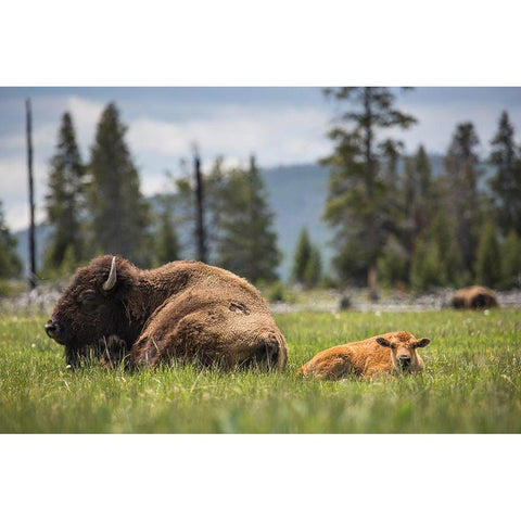 Cow and Calf Bison, Fountain Flat Drive, Yellowstone National Park Gold Ornate Wood Framed Art Print with Double Matting by The Yellowstone Collection