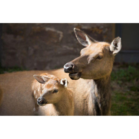 Cow and Calf Elk, Yellowstone National Park White Modern Wood Framed Art Print by Herbert, Neal