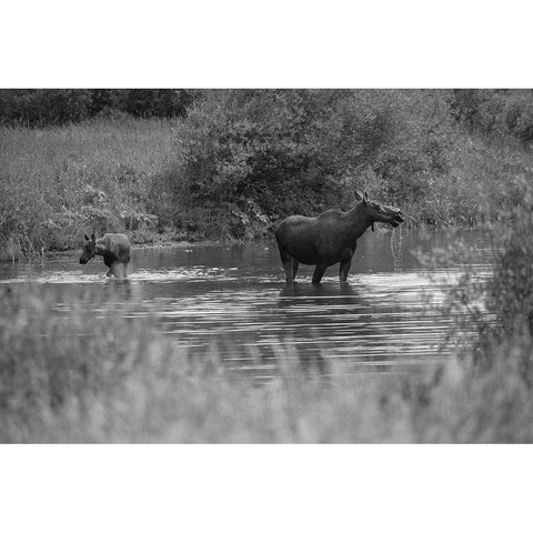 Cow and Calf Moose, Gallatin River, Yellowstone National Park White Modern Wood Framed Art Print by The Yellowstone Collection
