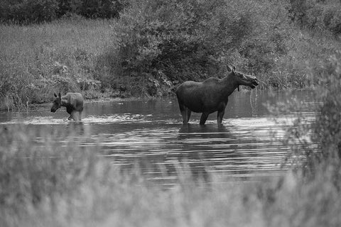 Cow and Calf Moose, Gallatin River, Yellowstone National Park White Modern Wood Framed Art Print with Double Matting by The Yellowstone Collection