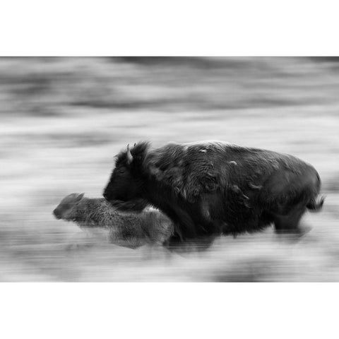 Bison Cow and Calf in Lamar Valley, Yellowstone National Park Gold Ornate Wood Framed Art Print with Double Matting by The Yellowstone Collection