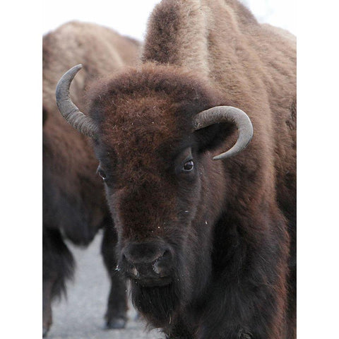 Cow Bison on Northeast Entrance Road, Yellowstone National Park White Modern Wood Framed Art Print by Peaco, Jim