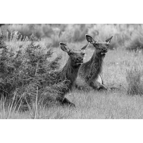 Cow Elk in Mammoth Hot Springs, Yellowstone National Park Black Modern Wood Framed Art Print with Double Matting by Frank, Jacob W.