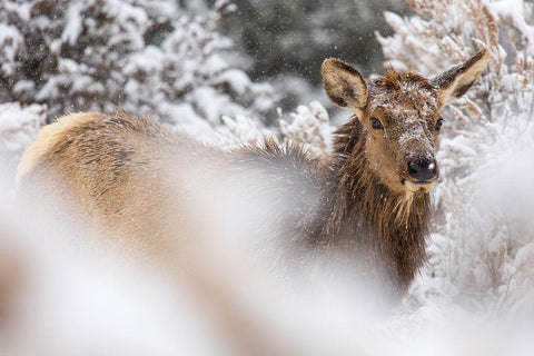 Cow Elk in Snow, Mammoth Hot Springs, Yellowstone National Park White Modern Wood Framed Art Print with Double Matting by The Yellowstone Collection