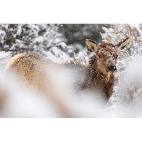 Cow Elk in Snow, Mammoth Hot Springs, Yellowstone National Park Gold Ornate Wood Framed Art Print with Double Matting by The Yellowstone Collection