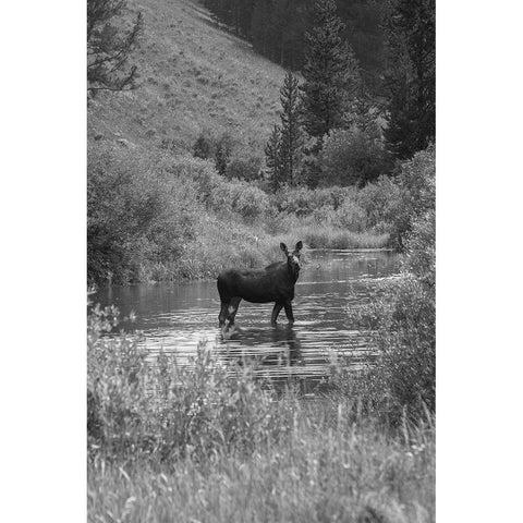 Cow Moose, Gallatin River, Yellowstone National Park White Modern Wood Framed Art Print by The Yellowstone Collection