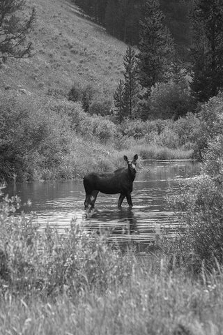 Cow Moose, Gallatin River, Yellowstone National Park White Modern Wood Framed Art Print with Double Matting by The Yellowstone Collection