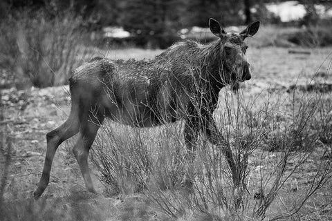 Cow Moose, Soda Butte Creek, Yellowstone National Park White Modern Wood Framed Art Print with Double Matting by The Yellowstone Collection