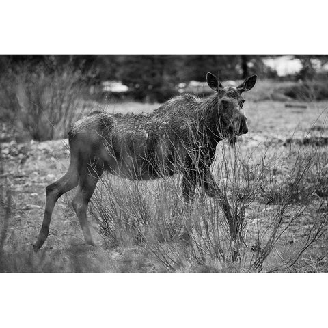 Cow Moose, Soda Butte Creek, Yellowstone National Park White Modern Wood Framed Art Print by The Yellowstone Collection