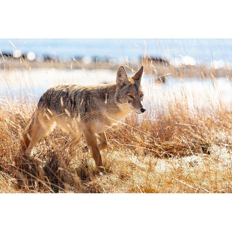 Coyote at Yellowstone Lake, Yellowstone National Park White Modern Wood Framed Art Print by The Yellowstone Collection