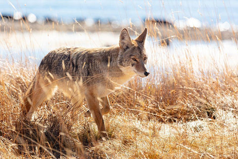 Coyote at Yellowstone Lake, Yellowstone National Park White Modern Wood Framed Art Print with Double Matting by The Yellowstone Collection