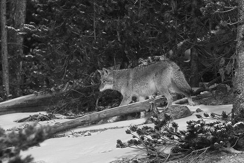 Coyote near Canyon, Yellowstone National Park White Modern Wood Framed Art Print with Double Matting by Peaco, Jim