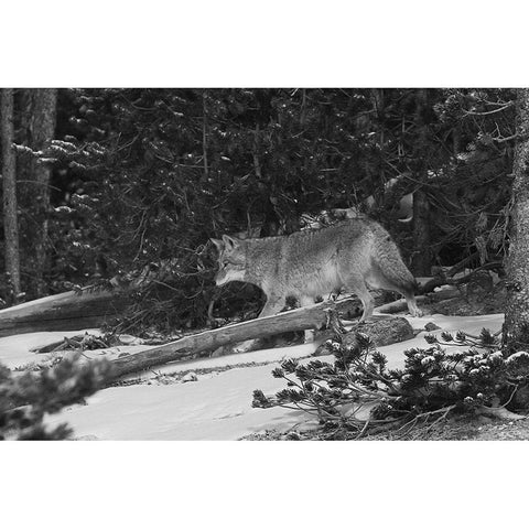 Coyote near Canyon, Yellowstone National Park Black Modern Wood Framed Art Print by Peaco, Jim