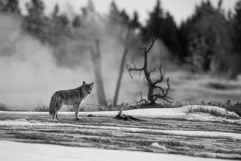 Coyote standing near Biscuit Basin, Yellowstone National Park White Modern Wood Framed Art Print with Double Matting by The Yellowstone Collection