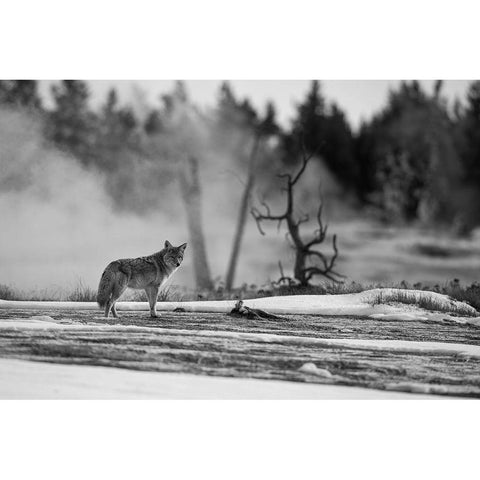 Coyote standing near Biscuit Basin, Yellowstone National Park Black Modern Wood Framed Art Print by The Yellowstone Collection
