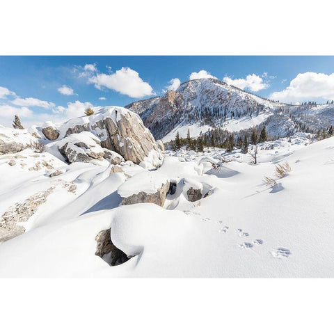 Coyote tracks in the Hoodoos, Yellowstone National Park White Modern Wood Framed Art Print by The Yellowstone Collection