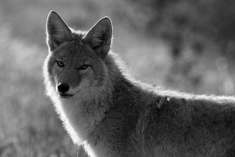 Coyote, Upper Geyser Basin, Yellowstone National Park White Modern Wood Framed Art Print with Double Matting by The Yellowstone Collection