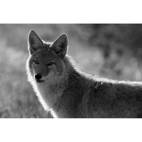 Coyote, Upper Geyser Basin, Yellowstone National Park Gold Ornate Wood Framed Art Print with Double Matting by The Yellowstone Collection
