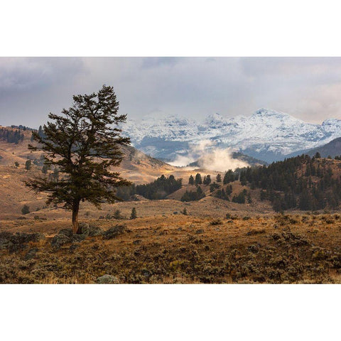 Cutoff Mountain from Lamar Valley, Yellowstone National Park Black Modern Wood Framed Art Print with Double Matting by The Yellowstone Collection