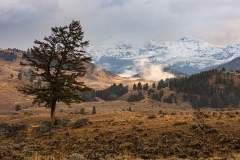 Cutoff Mountain from Lamar Valley, Yellowstone National Park Black Ornate Wood Framed Art Print with Double Matting by The Yellowstone Collection