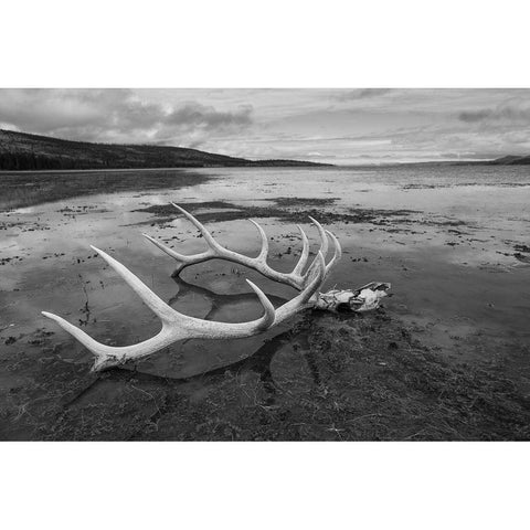Elk Antlers, Yellowstone Lake, Yellowstone National Park White Modern Wood Framed Art Print by The Yellowstone Collection