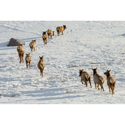 Elk on the Move, Lamar Valley, Yellowstone National Park Gold Ornate Wood Framed Art Print with Double Matting by The Yellowstone Collection