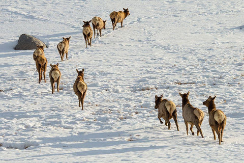 Elk on the Move, Lamar Valley, Yellowstone National Park White Modern Wood Framed Art Print with Double Matting by The Yellowstone Collection