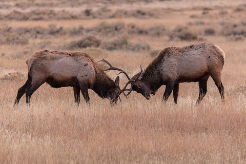 Elk Sparring, Yellowstone National Park White Modern Wood Framed Art Print with Double Matting by The Yellowstone Collection