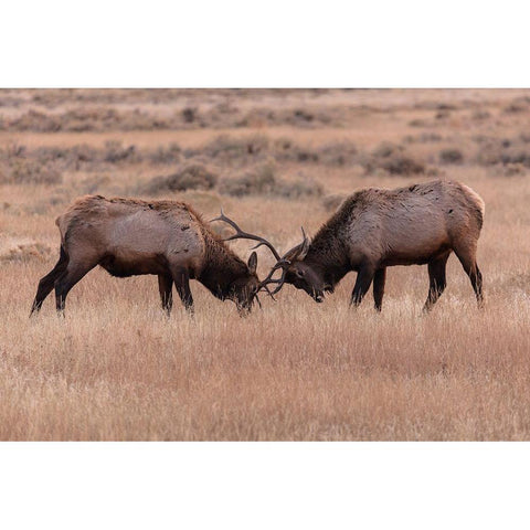Elk Sparring, Yellowstone National Park Black Modern Wood Framed Art Print with Double Matting by The Yellowstone Collection
