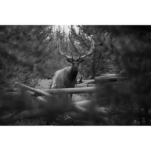 Elk, Sepulcher Mountain Trail, Yellowstone National Park Gold Ornate Wood Framed Art Print with Double Matting by The Yellowstone Collection