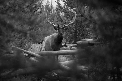 Elk, Sepulcher Mountain Trail, Yellowstone National Park White Modern Wood Framed Art Print with Double Matting by The Yellowstone Collection