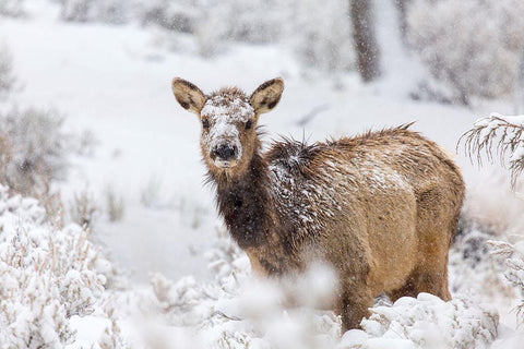 Female Elk in Snow, Mammoth Hot Springs, Yellowstone National Park White Modern Wood Framed Art Print with Double Matting by The Yellowstone Collection