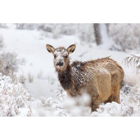 Female Elk in Snow, Mammoth Hot Springs, Yellowstone National Park Black Modern Wood Framed Art Print with Double Matting by The Yellowstone Collection