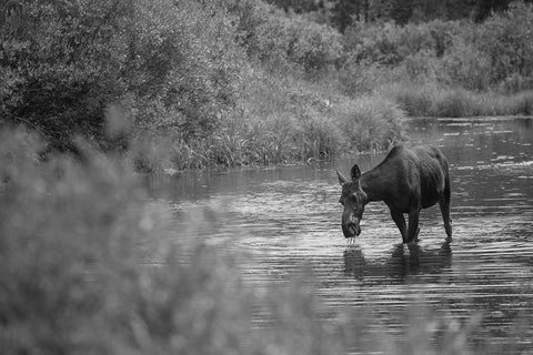 Female Moose, Gallatin River, Yellowstone National Park Black Ornate Wood Framed Art Print with Double Matting by The Yellowstone Collection