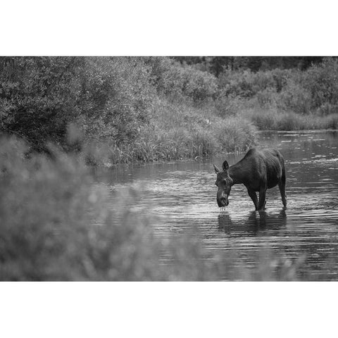 Female Moose, Gallatin River, Yellowstone National Park White Modern Wood Framed Art Print by The Yellowstone Collection