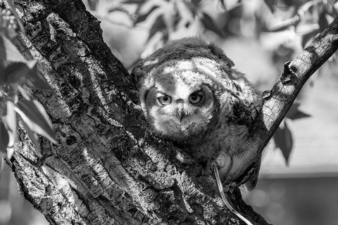 Fledged Great Horned Owl Chick, Yellowstone National Park Black Ornate Wood Framed Art Print with Double Matting by Frank, Jacob W.